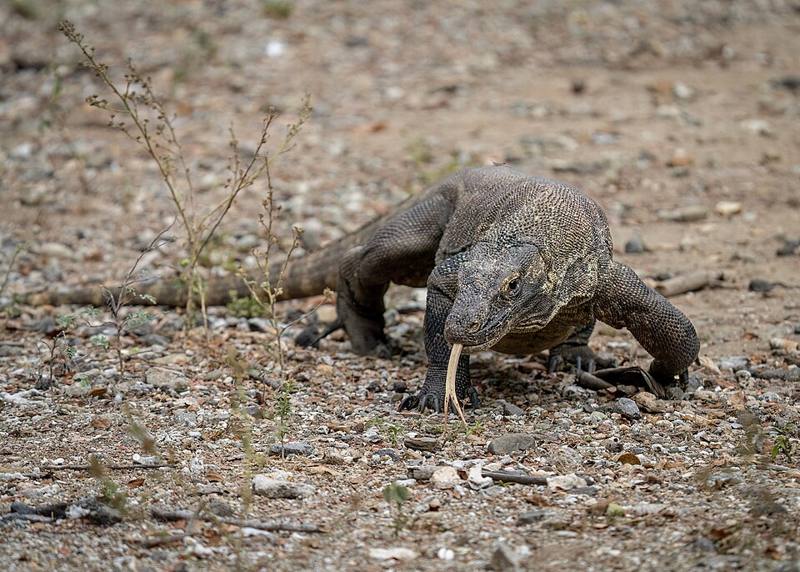 Komodo dragon walking on dry ground