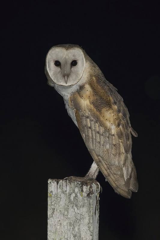 Barn owl with heart-shaped white face