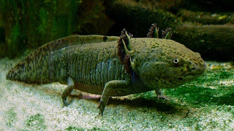 Pink axolotl with feathery gills