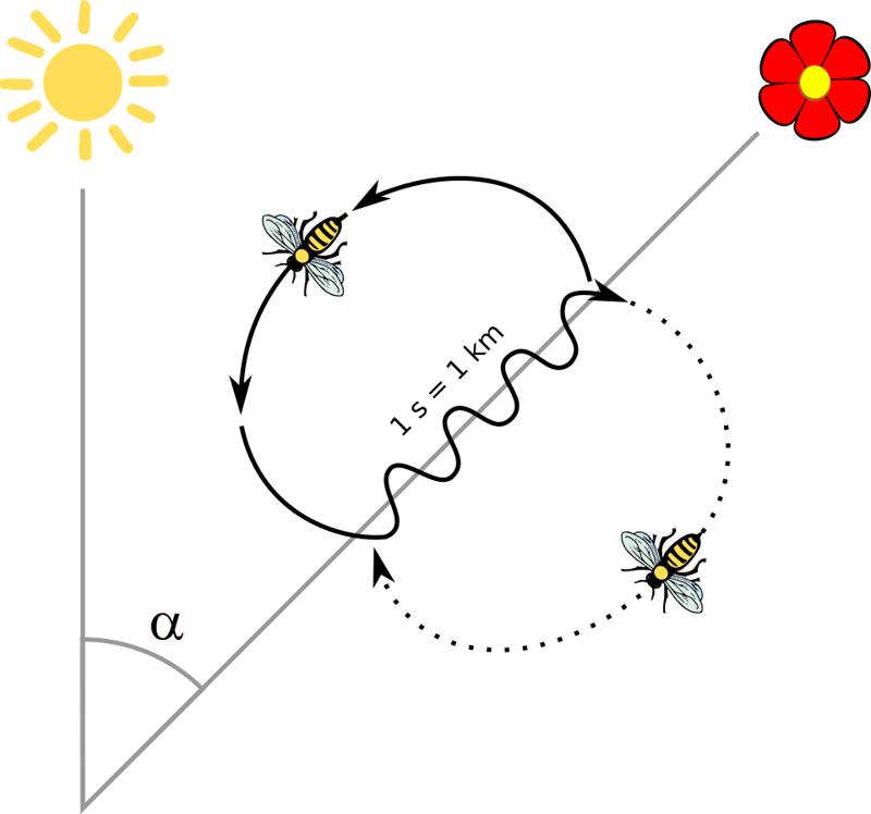Honey bees on a honeycomb