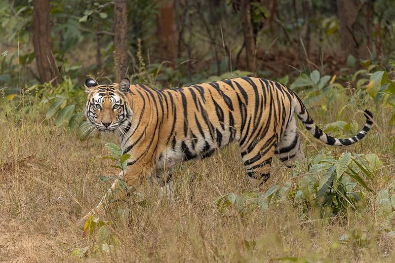Bengal tiger walking through grass