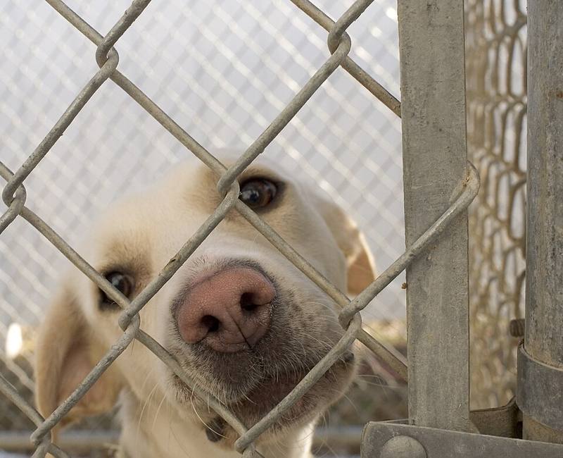 A dog waiting for adoption in an animal shelter