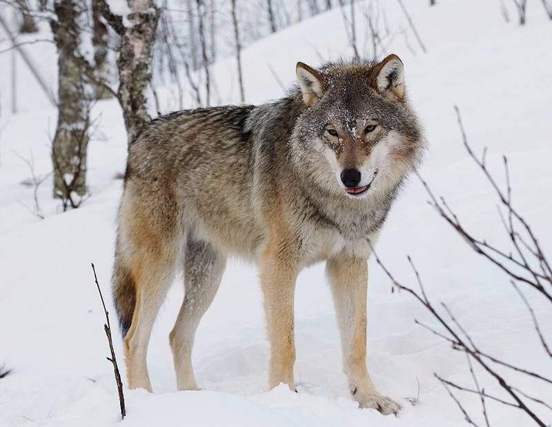 Gray wolf standing in snow