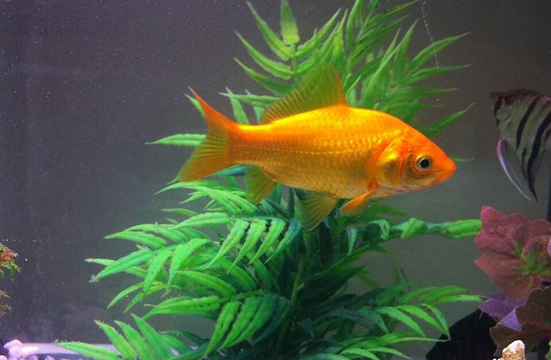 A goldfish swimming