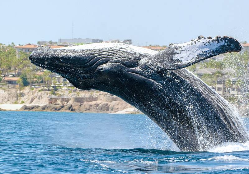 Ocean life