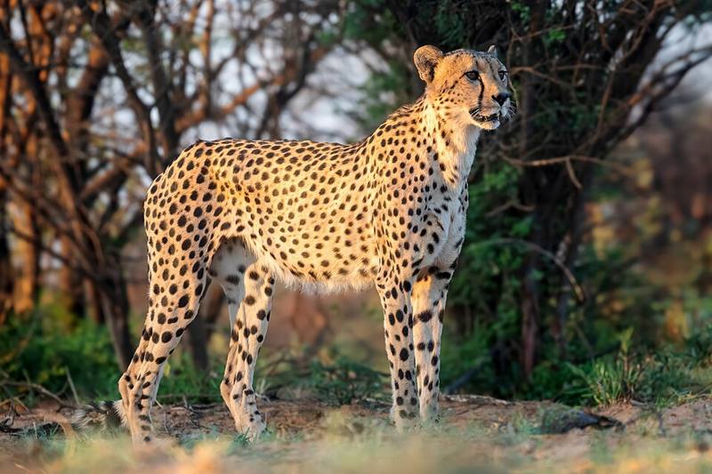 Cheetah sitting upright in dry grass