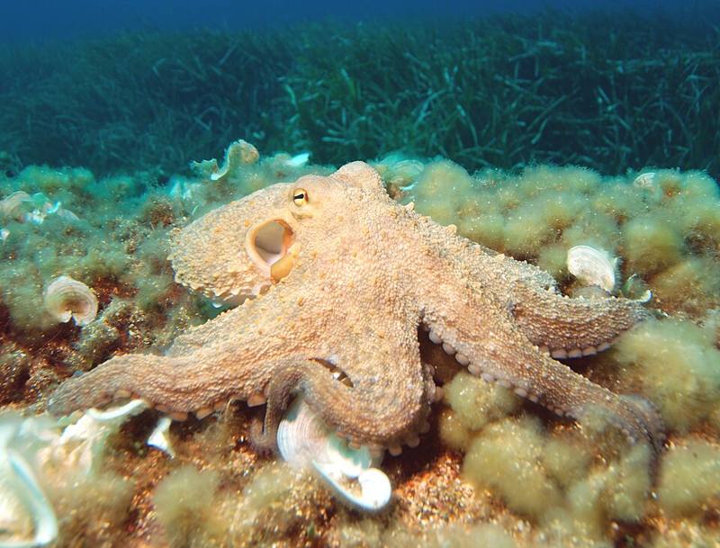 Common octopus on a rocky seabed