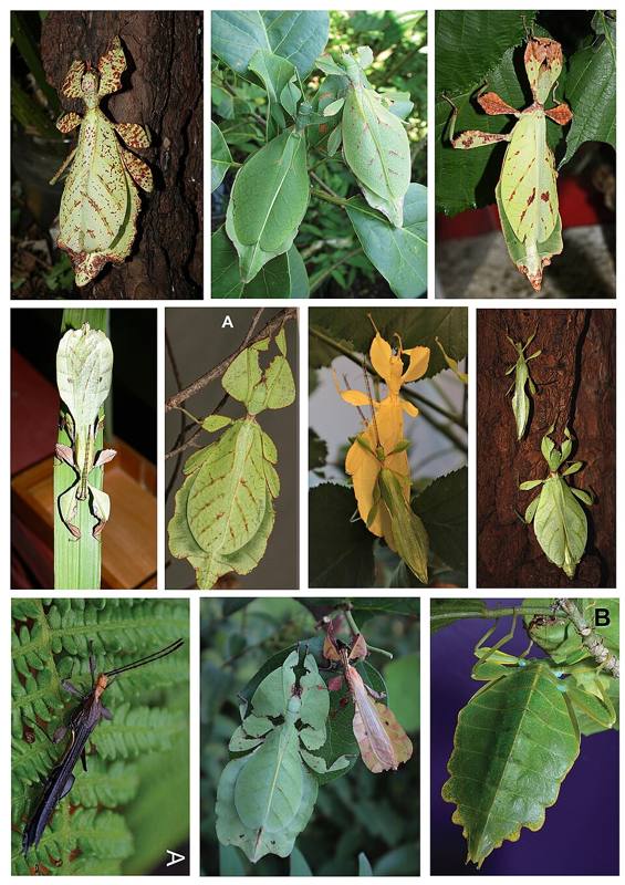 A leaf insect that looks like a green leaf