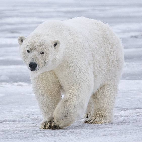 Polar bear walking on snow