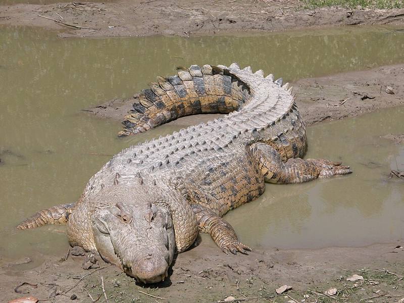 Saltwater crocodile resting on a riverbank