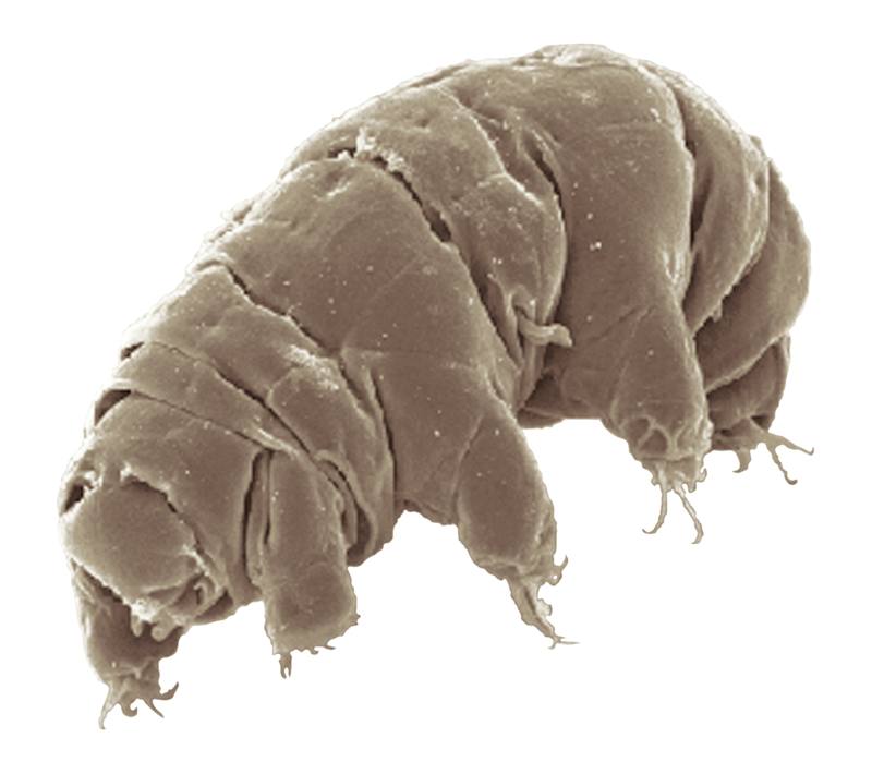 Microscope image of a tardigrade