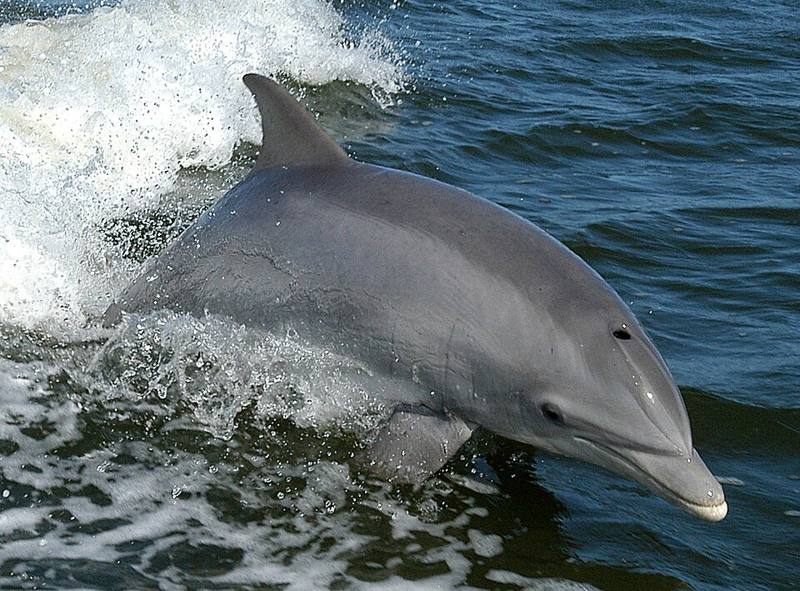 Bottlenose dolphin breaking the surface